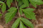 Black bugbane <BR>Black cohosh